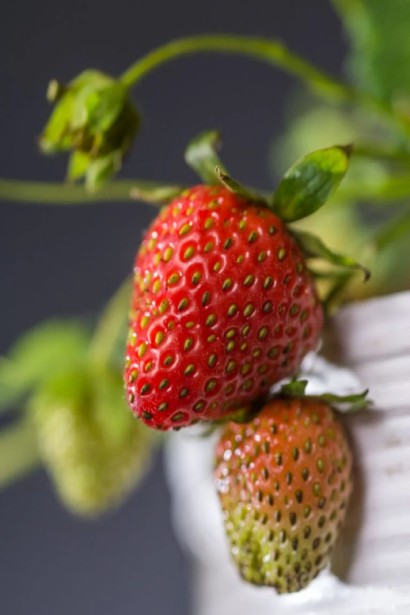 Полуниця Шарлотта | Fragaria ananassa Sharlotta | Клубника Шарлотта